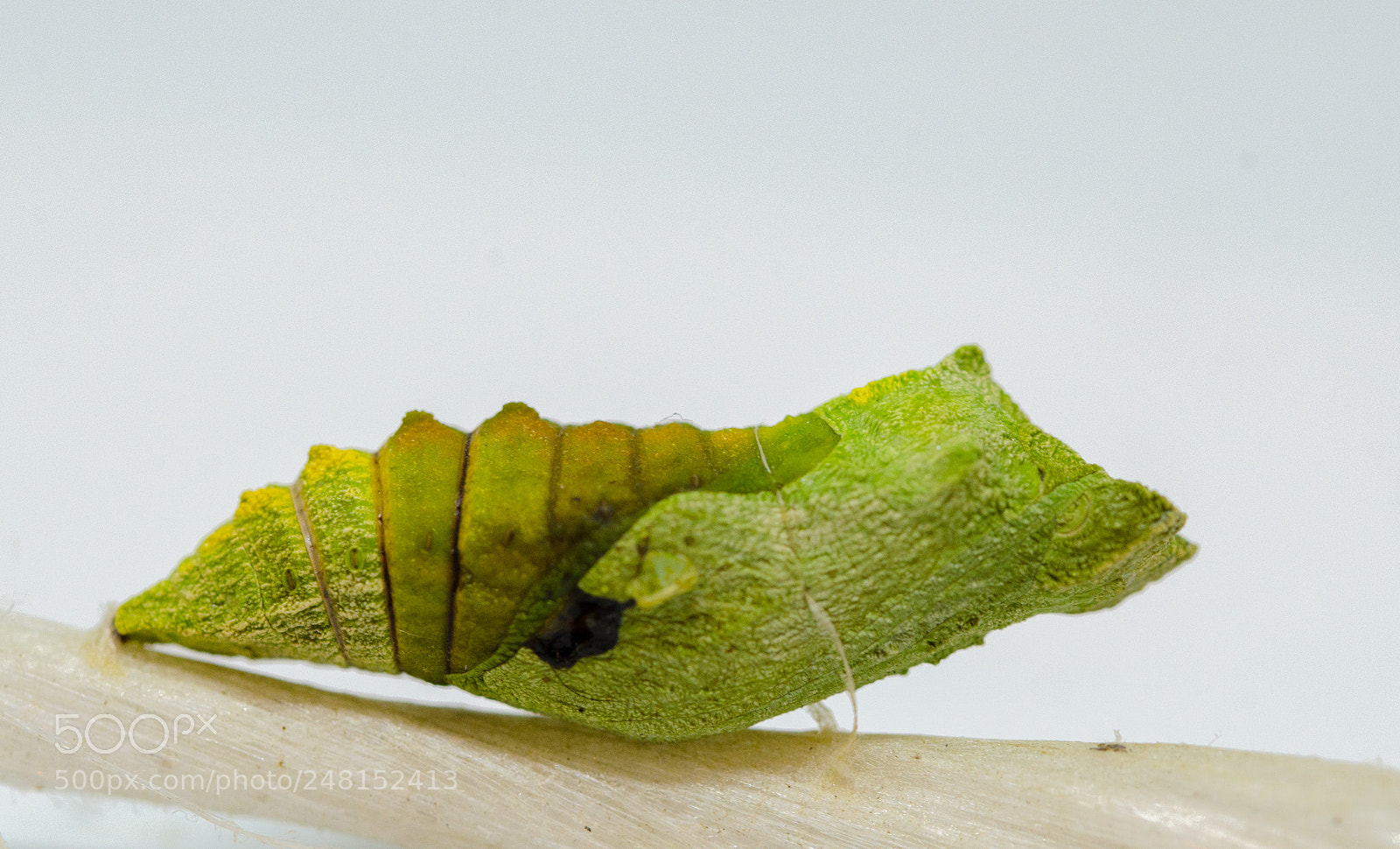 Nikon D5100 sample photo. Chrysalis photography