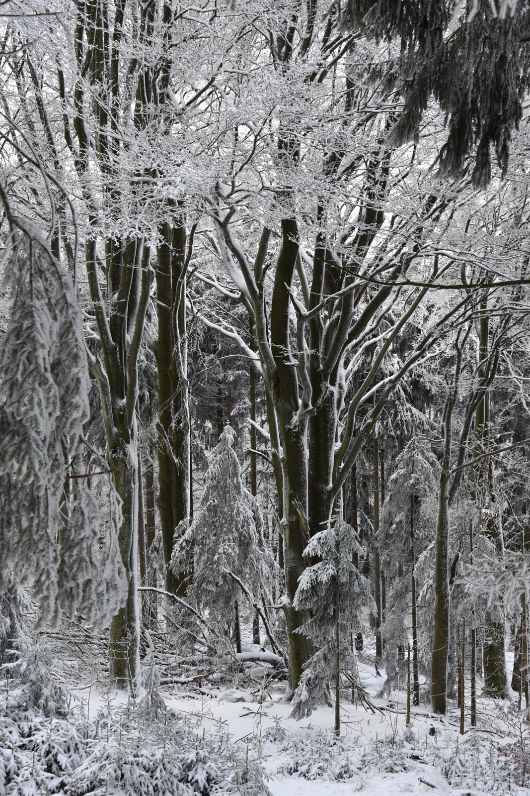 Nikon D7200 sample photo. Winterwald photography