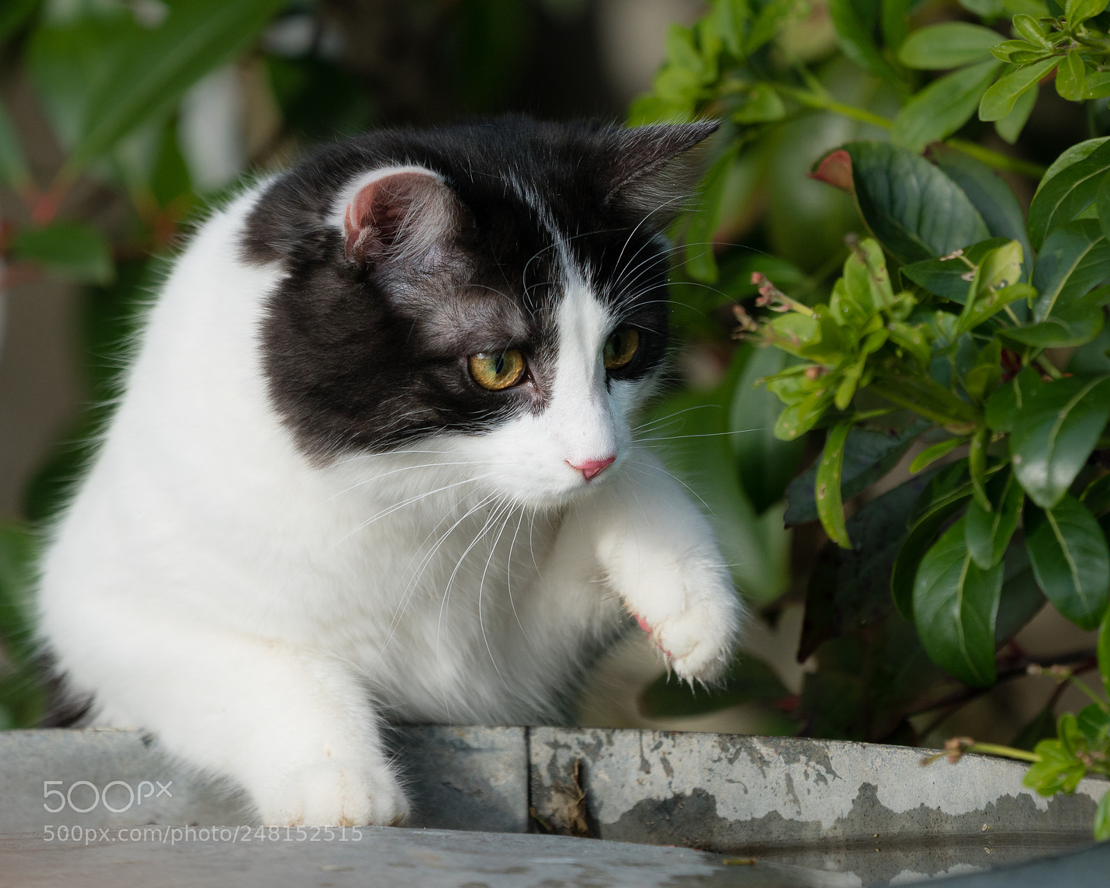 Sony a6300 sample photo. Felix the cat photography