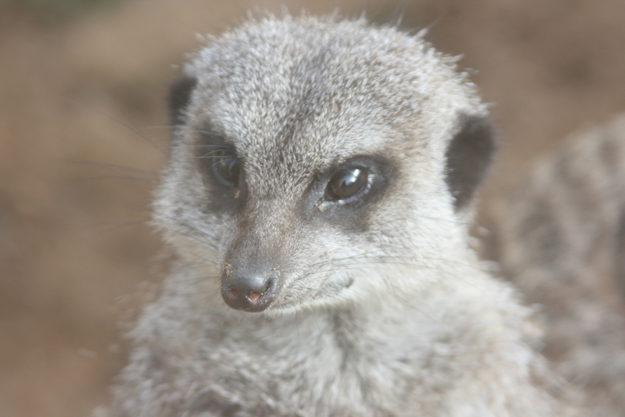 Canon EF 28-90mm f/4-5.6 sample photo. Meerkat photography