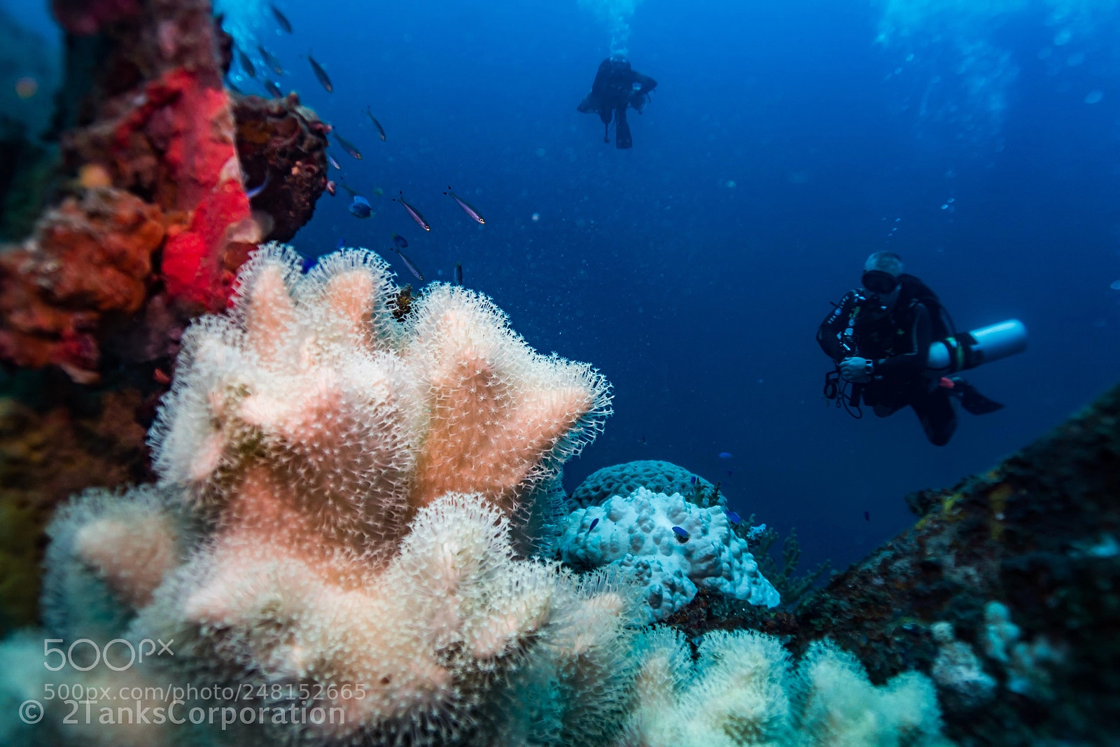 Canon PowerShot G7 X Mark II sample photo. Soft coral photography