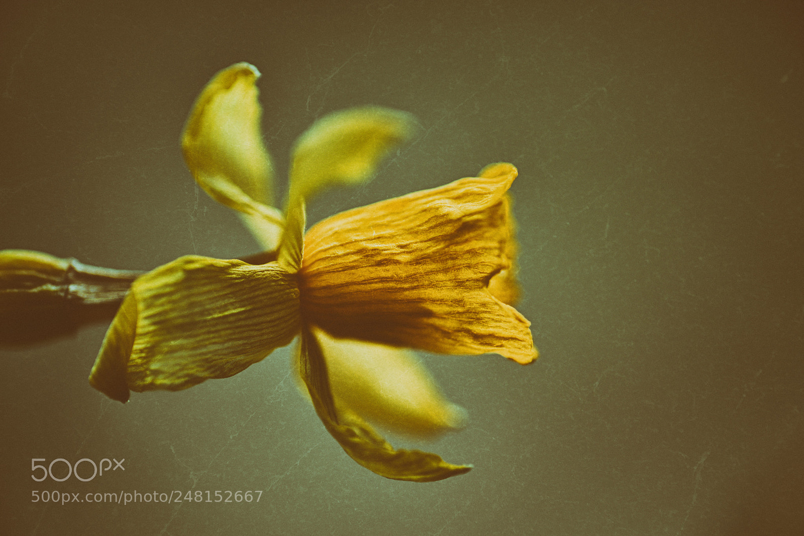 Nikon D800 sample photo. The last daffodil photography