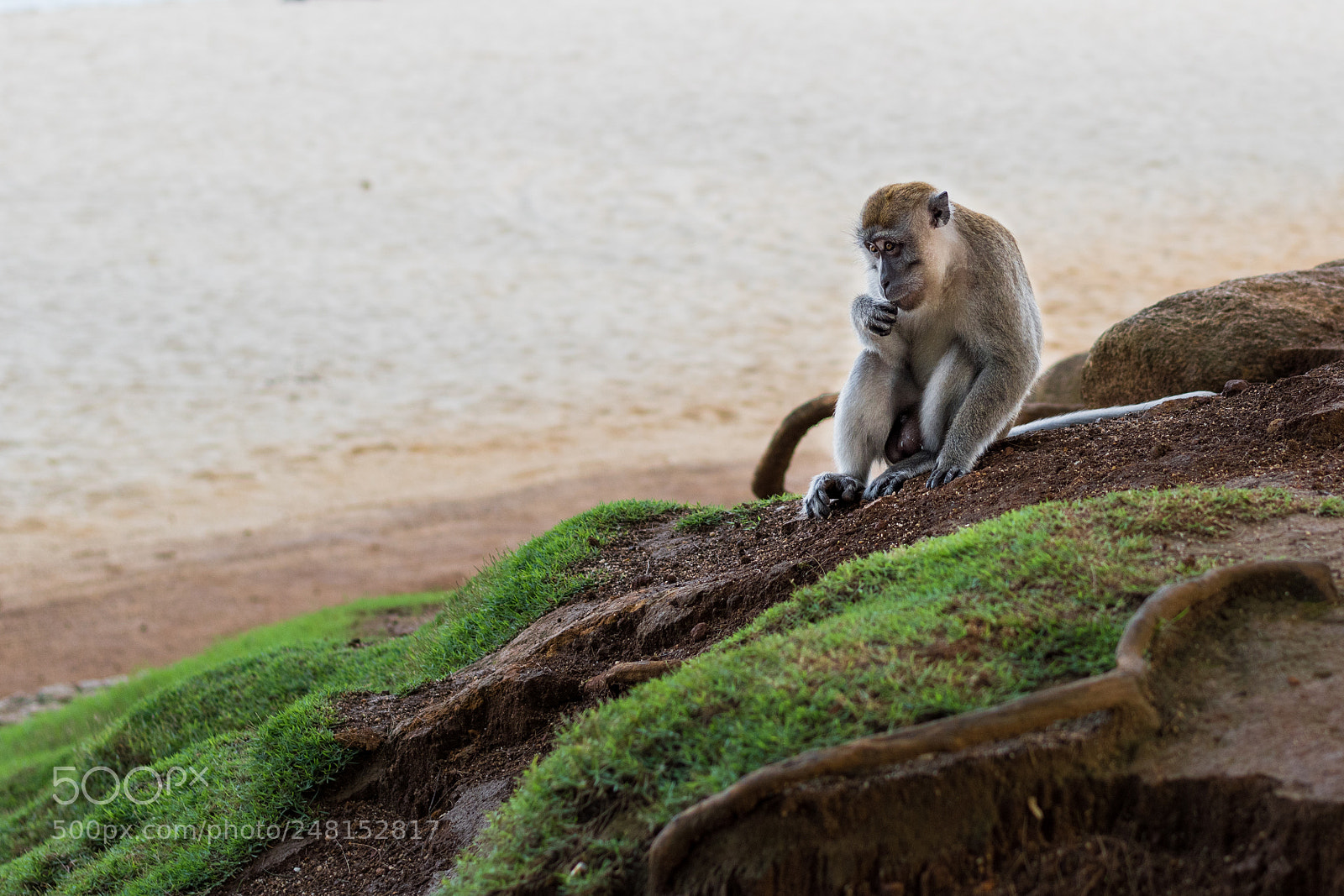 Nikon D5500 sample photo. Monkey on the beach photography