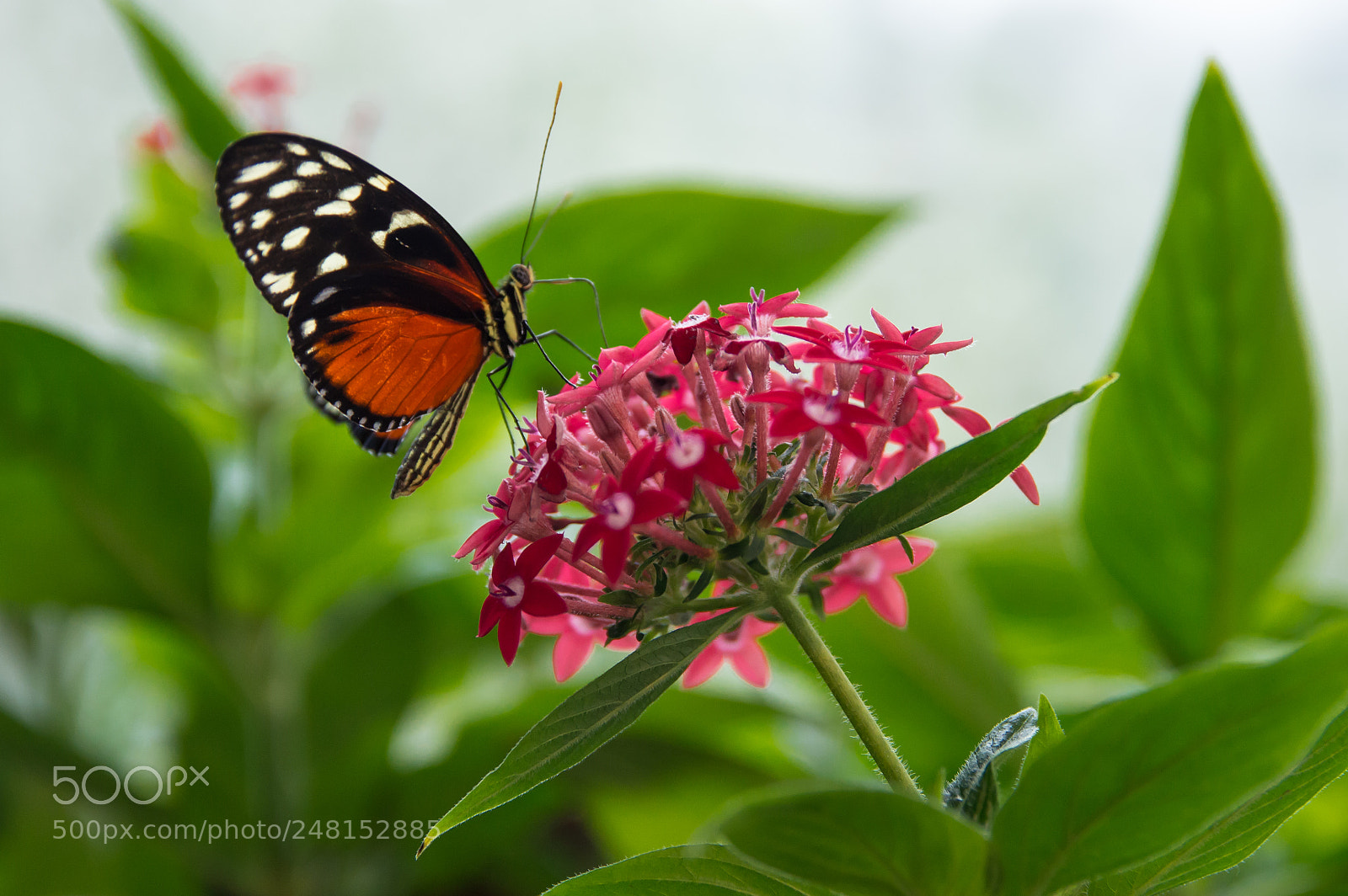Nikon D3200 sample photo. Untitled photography