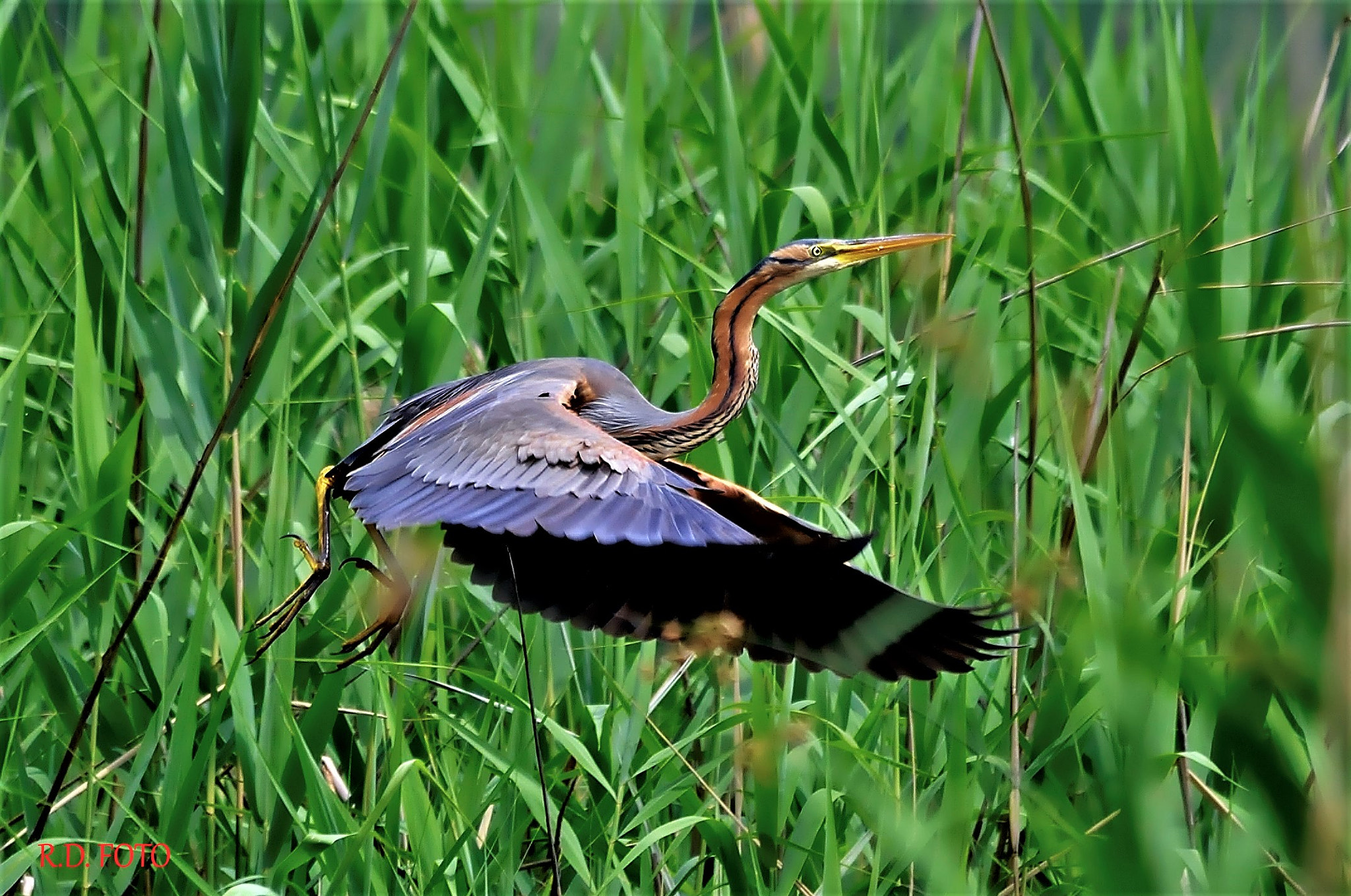 Sigma 150-500mm F5-6.3 DG OS HSM sample photo. Airone rosso. photography