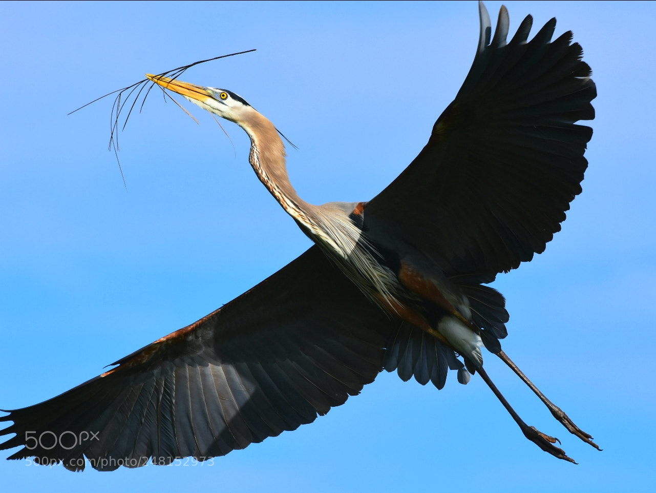 Nikon D7200 sample photo. Heron 28 - an offering. photography