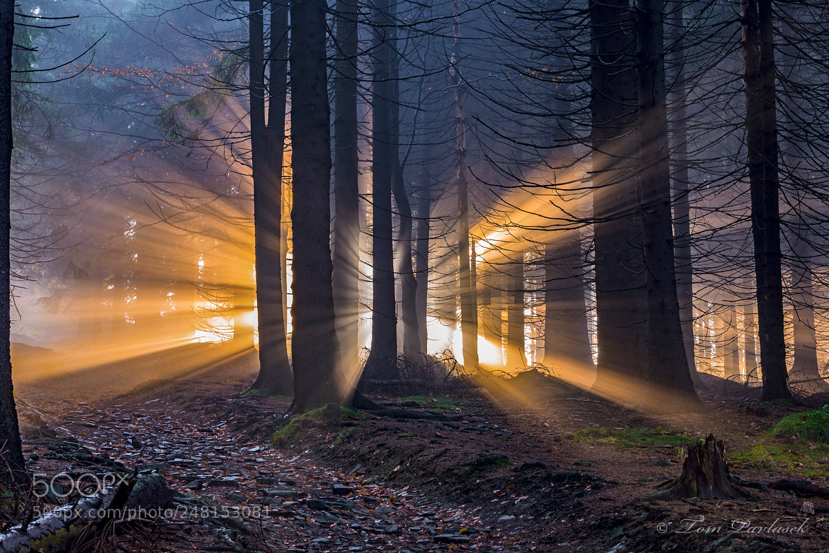 Nikon D600 sample photo. Spruce forest with sun photography