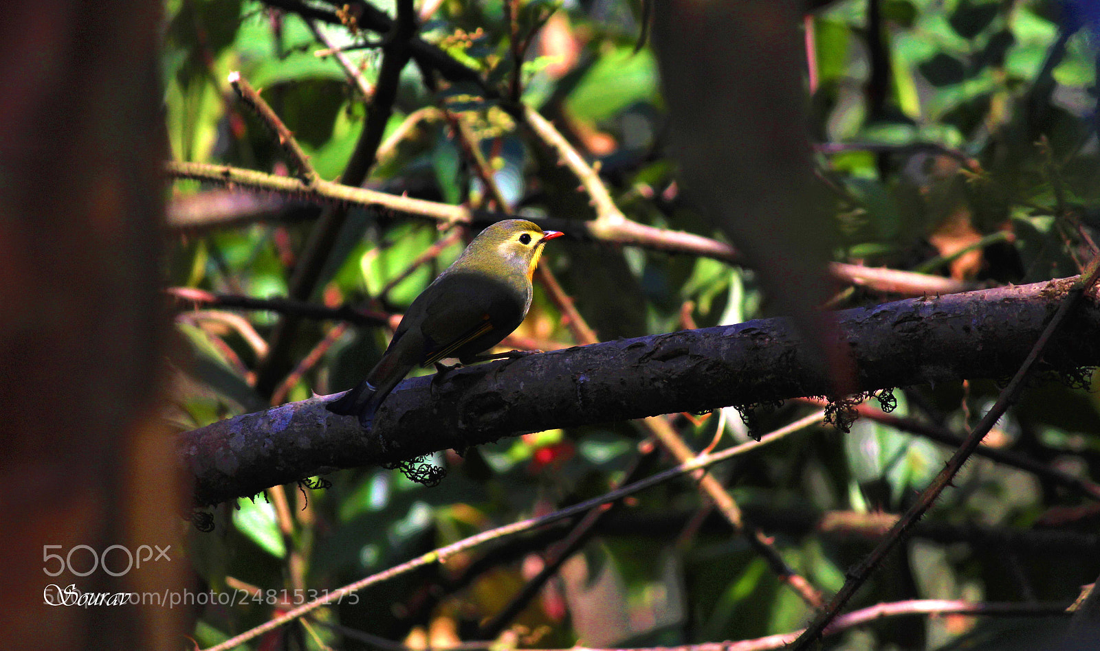 Canon EOS 1200D (EOS Rebel T5 / EOS Kiss X70 / EOS Hi) sample photo. Hidden in greenery photography
