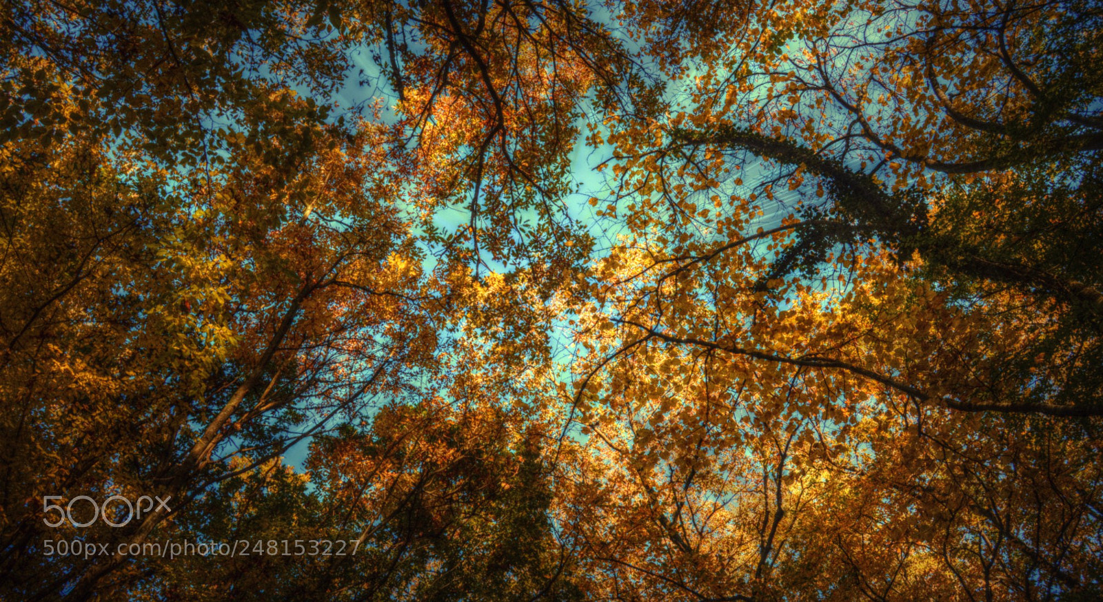 Nikon D3200 sample photo. Autumn feelings photography