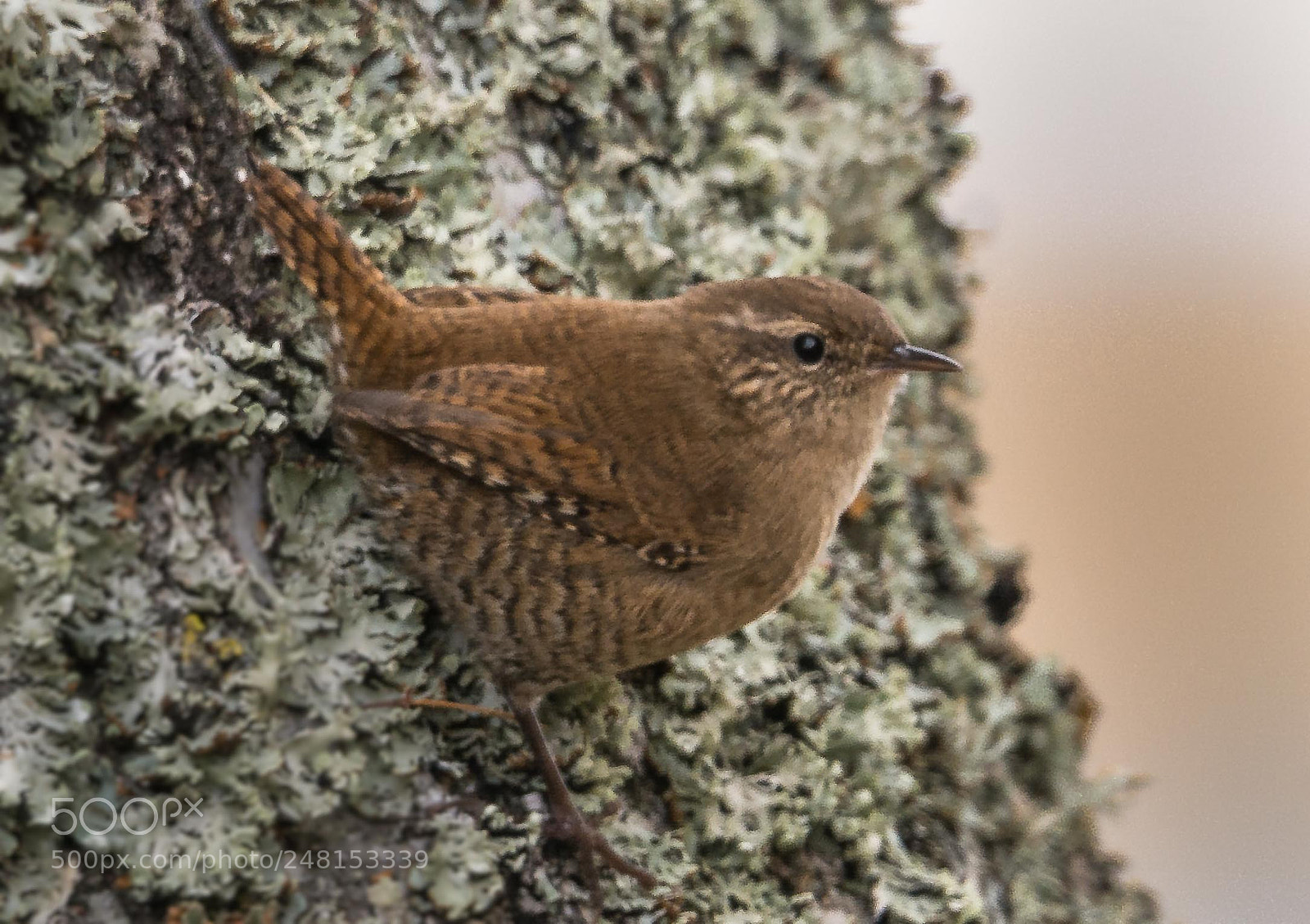 Nikon D7100 sample photo. Gjerdesmett (troglodytes) photography