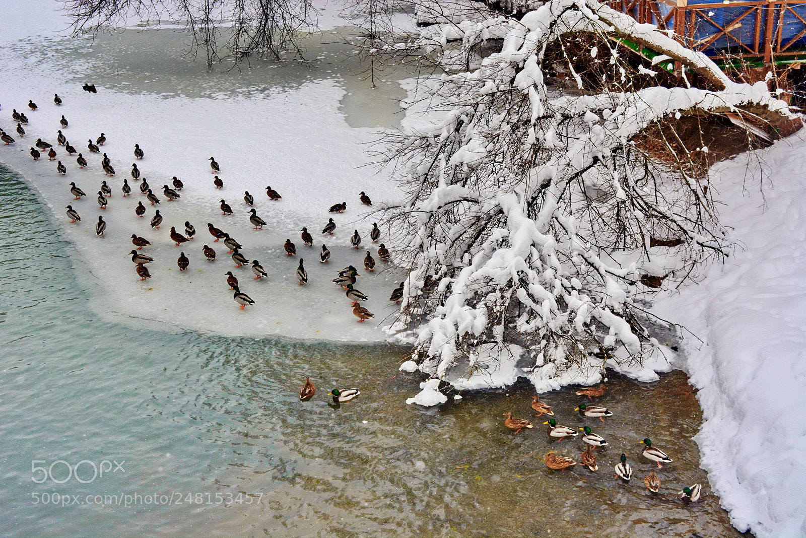Nikon D5200 sample photo. Snowfall continues photography