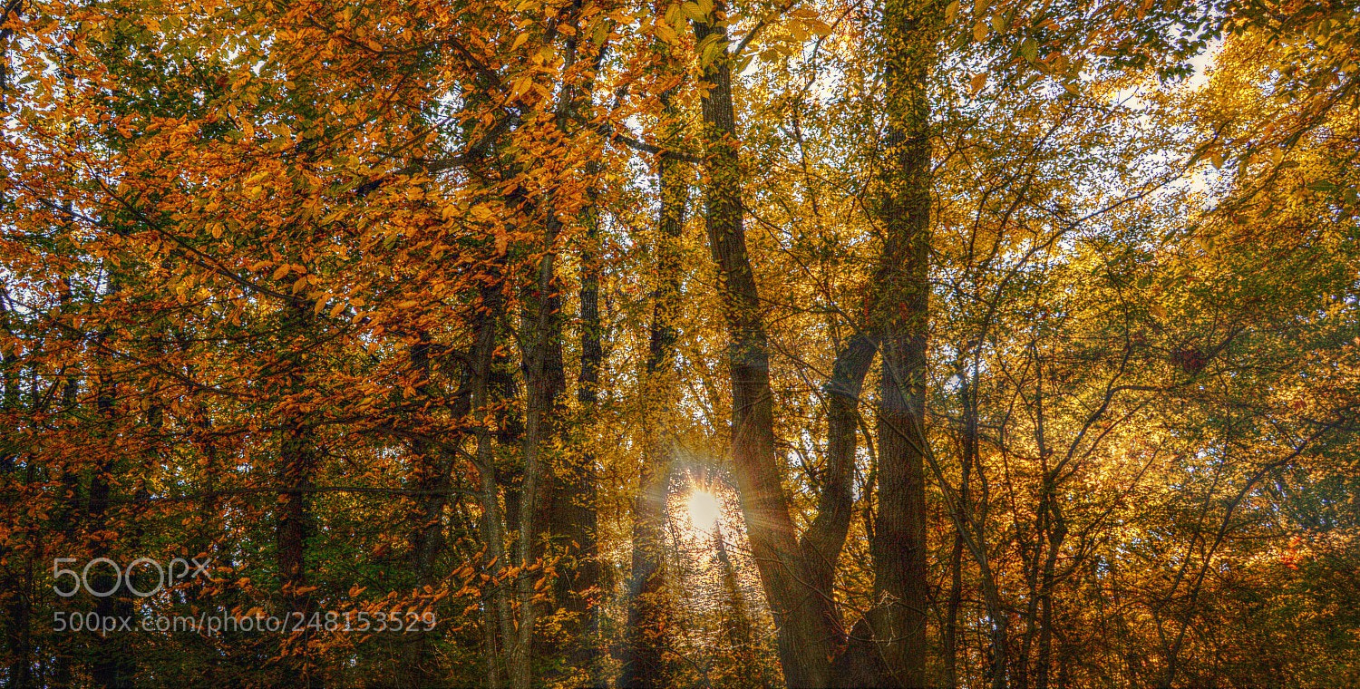Nikon D3200 sample photo. Autumn feelings photography