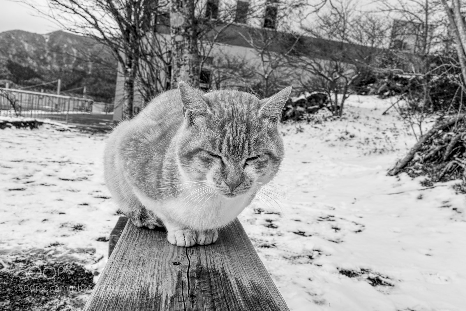 Sony a7R III sample photo. Cat photography