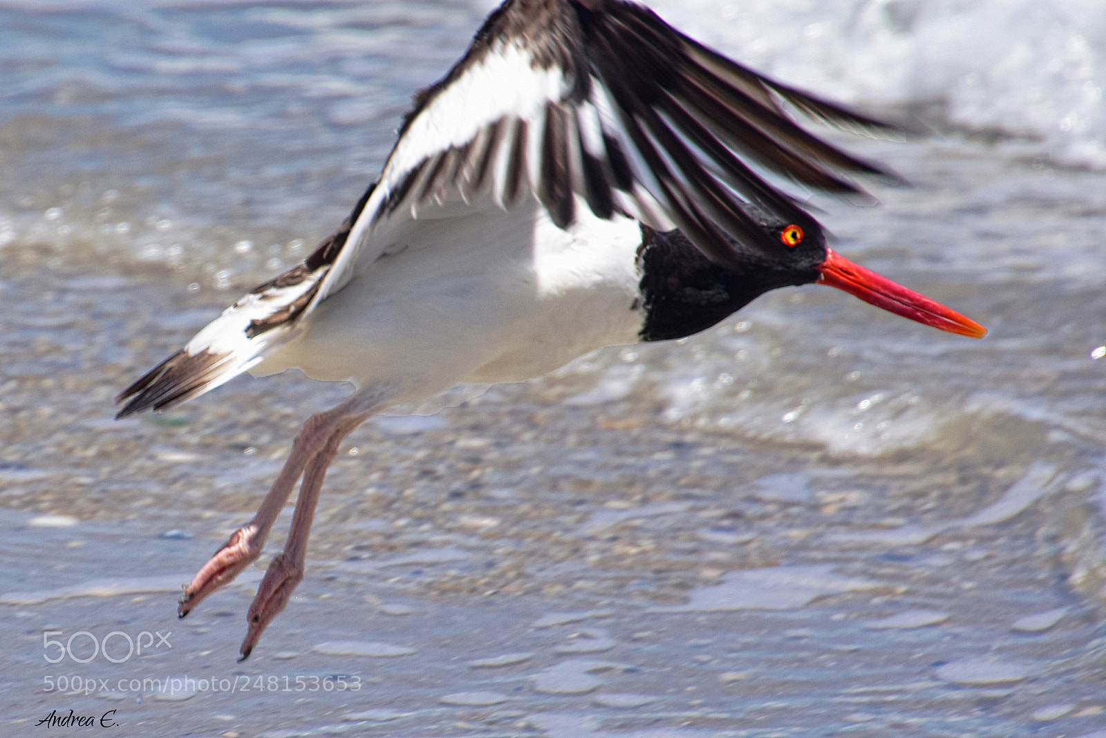 Nikon D7200 sample photo. Oystercatcher at the beach photography