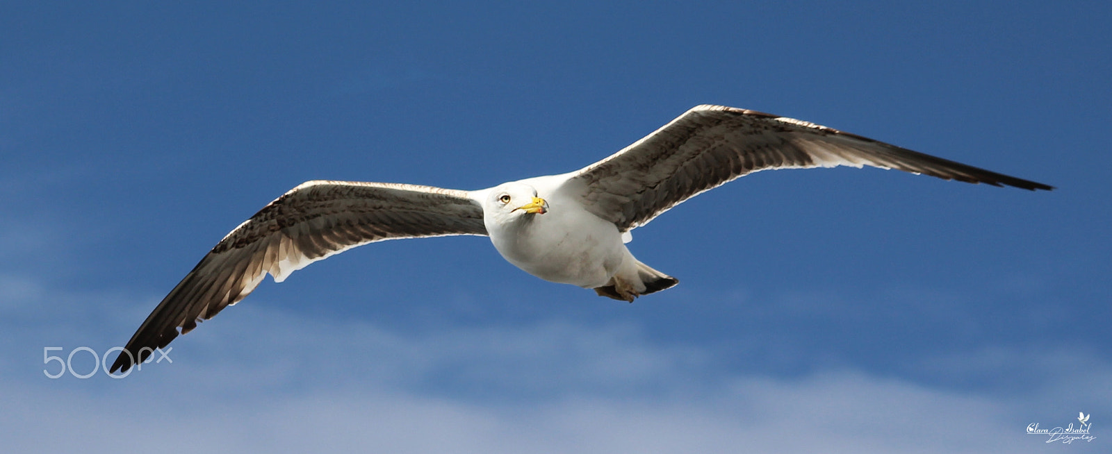 Canon EOS 1200D (EOS Rebel T5 / EOS Kiss X70 / EOS Hi) sample photo. Gaviota en las alturas! photography