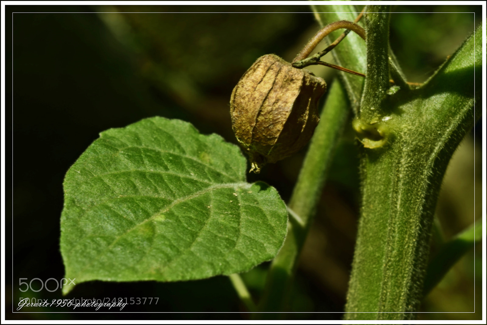 Nikon D5300 sample photo. Physalis'day... photography