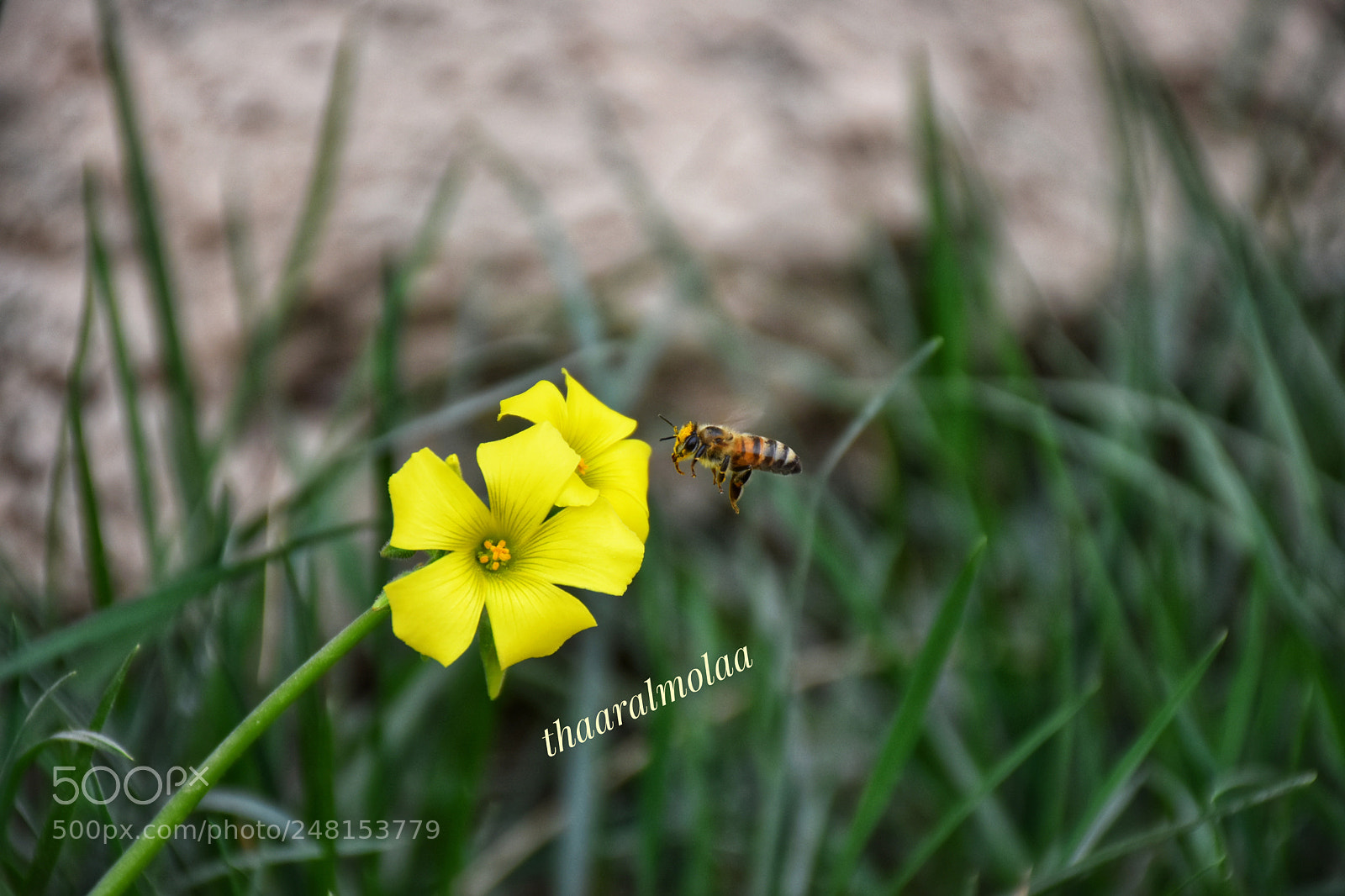 Nikon D7200 sample photo. Untitled photography