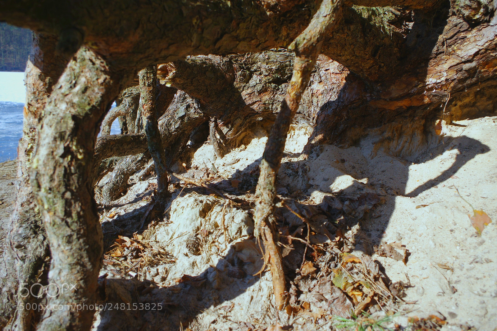 Pentax K-3 II sample photo. Roots, lake glebokie photography
