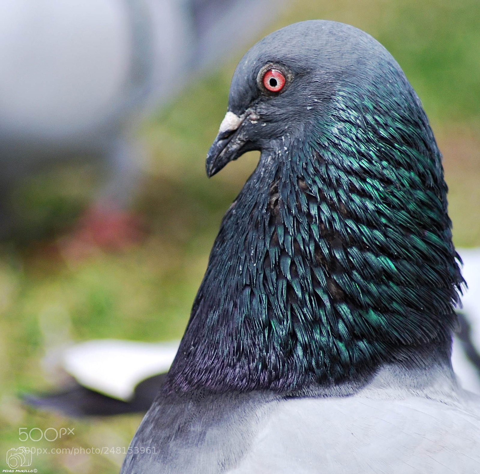 Nikon D60 sample photo. Untitled photography