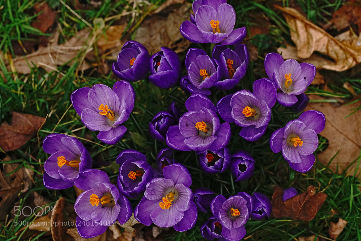 Sony a7R II sample photo. Crocus chorus photography