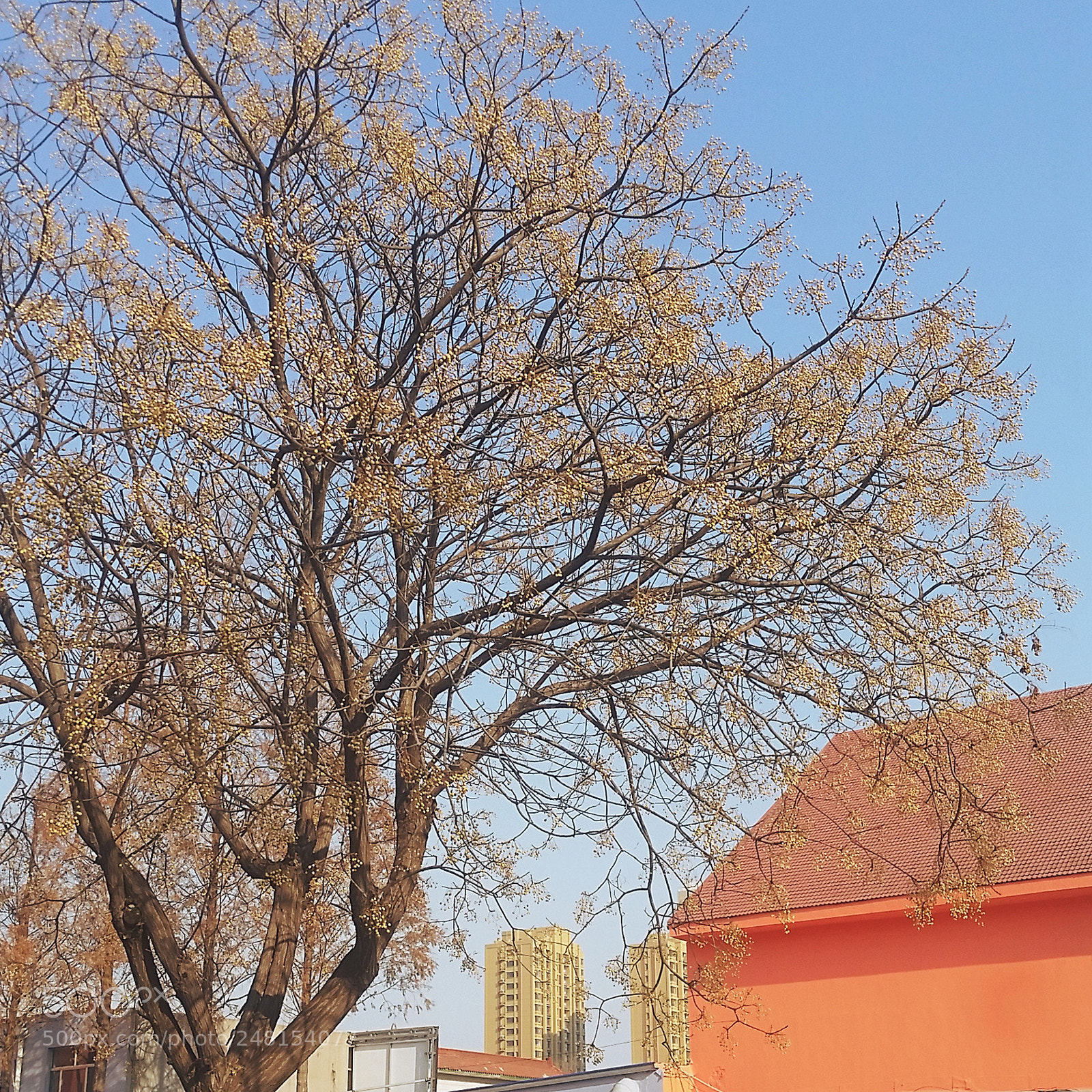 Samsung Galaxy S5 sample photo. 围墙上方 photography