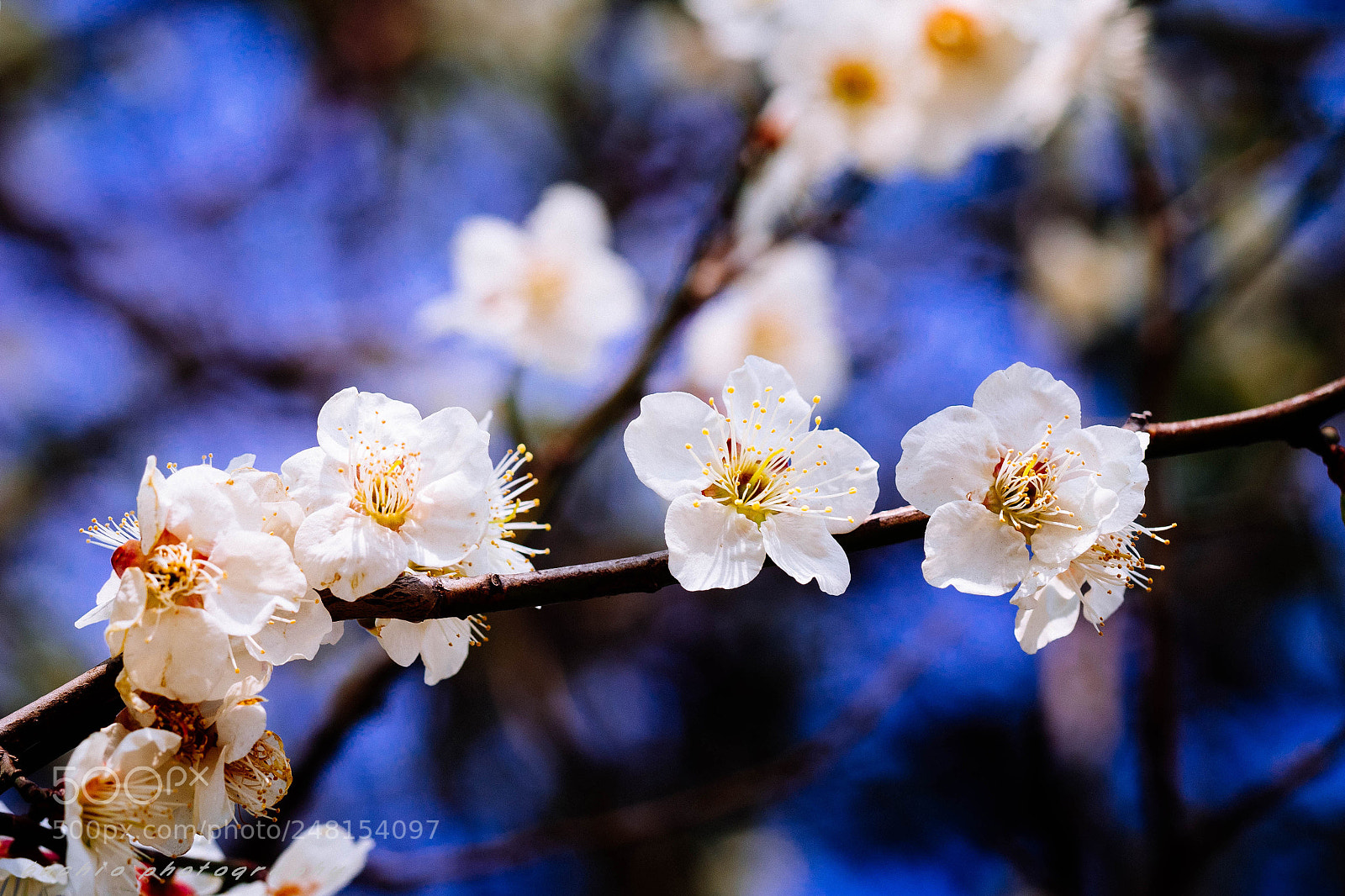 Olympus OM-D E-M1 sample photo. Japanese apricot photography