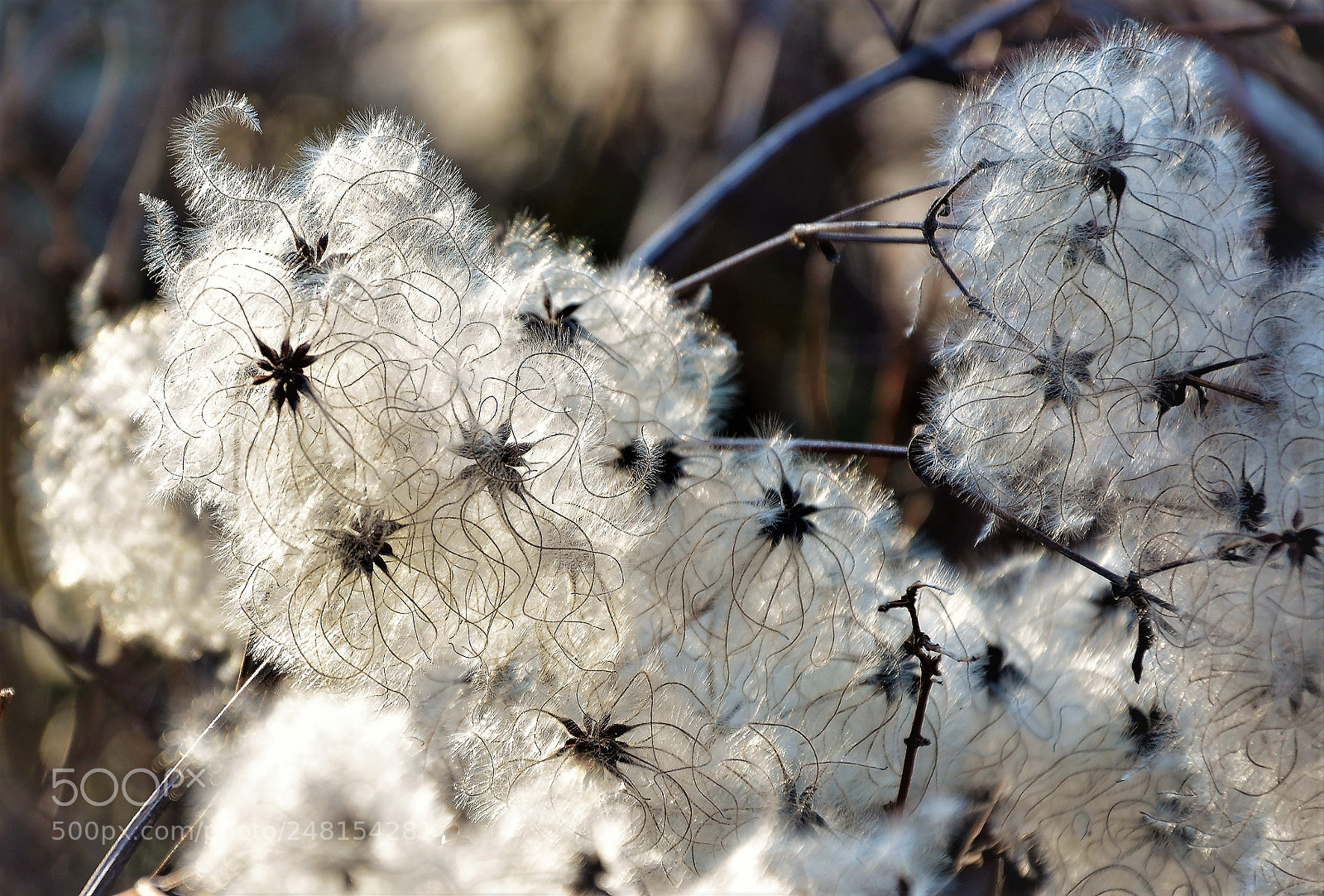 Nikon D7100 sample photo. With dry flower photography