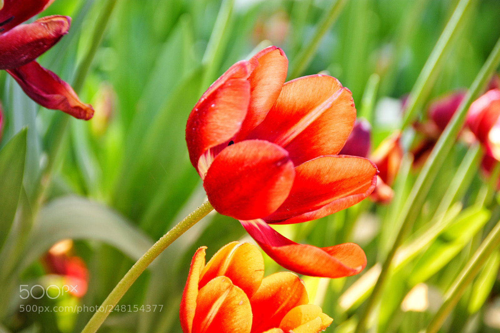 Nikon D7200 sample photo. Tulip photography