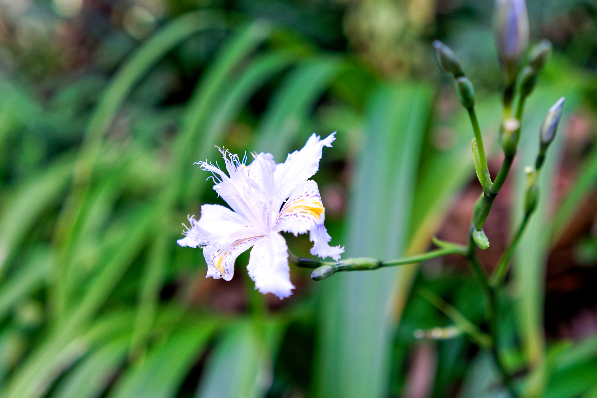 Sony a7R sample photo. White flower photography