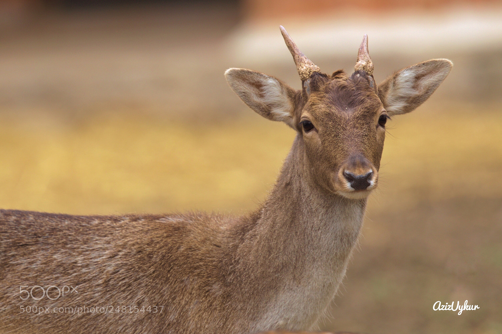 Canon EOS-1D X Mark II sample photo. Deer photography