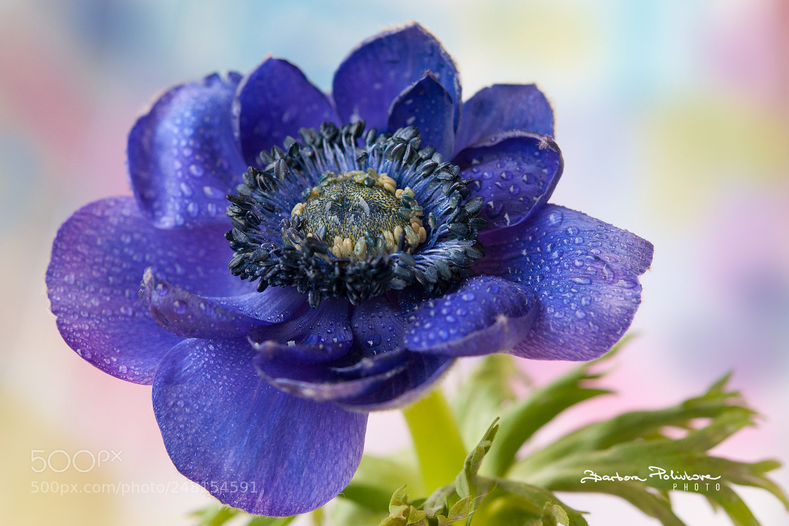 Nikon D300S sample photo. Blue photography