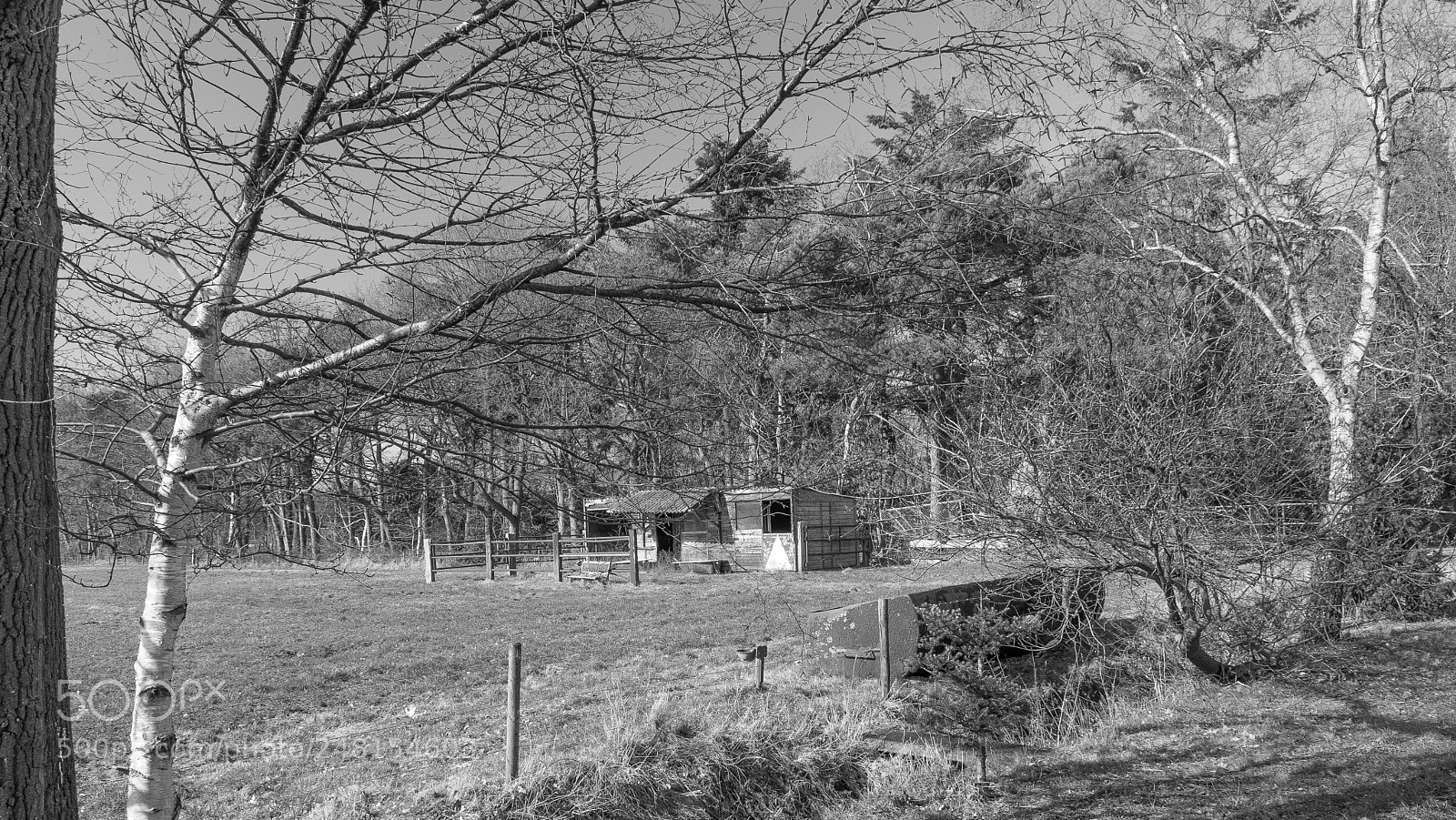 Nikon D5300 sample photo. Horse stable photography