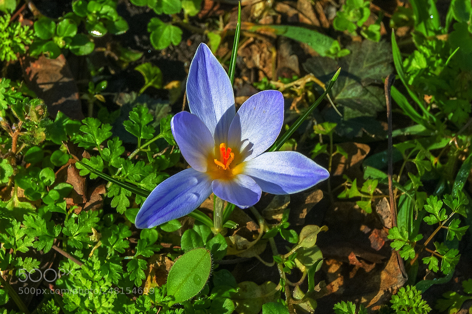 Sony Alpha DSLR-A290 sample photo. Crocus, one of the photography