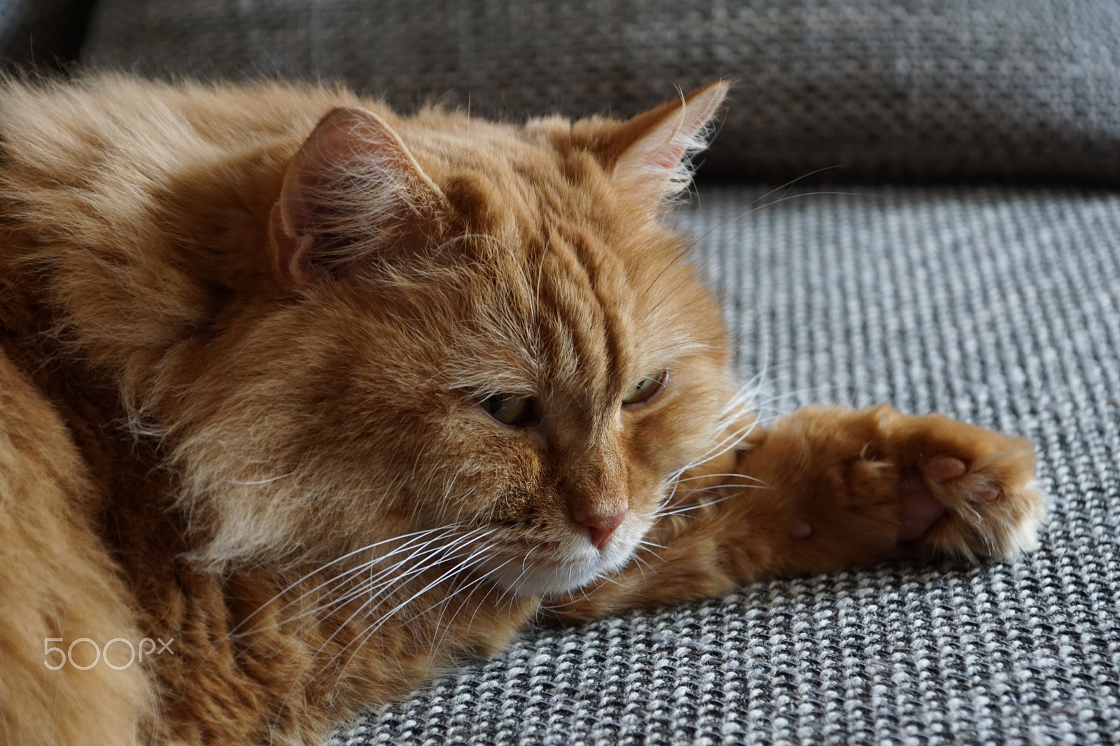 Sony ILCA-77M2 sample photo. Maine-coon cat - relaxed photography