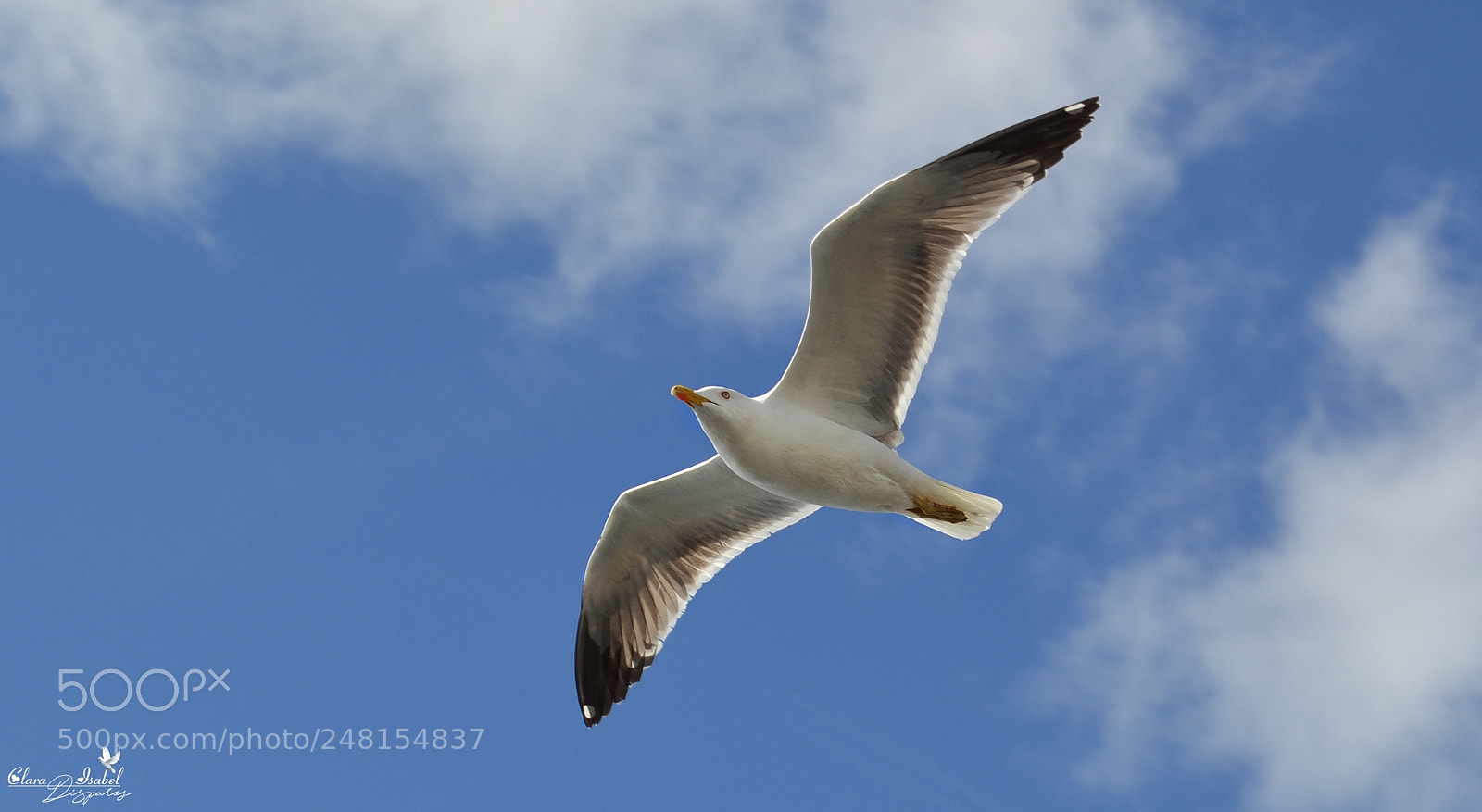 Nikon D3100 sample photo. Gaviota en las alturas! photography