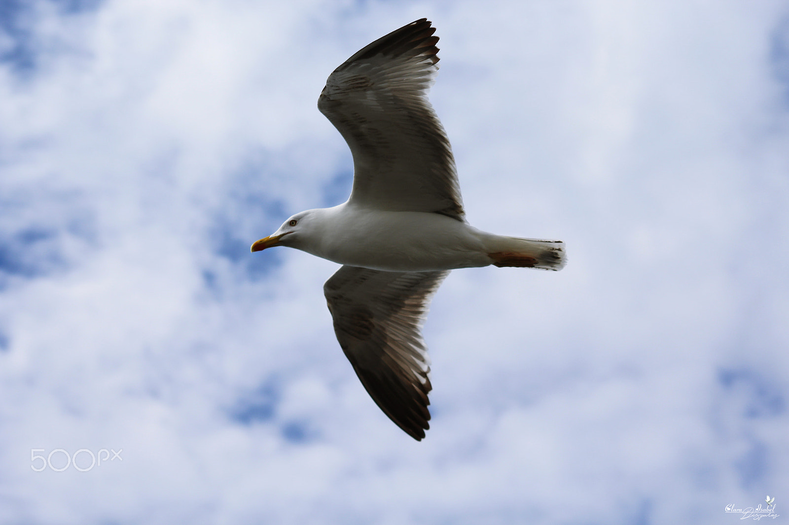 Canon EOS 1200D (EOS Rebel T5 / EOS Kiss X70 / EOS Hi) sample photo. Gaviota en las alturas! photography