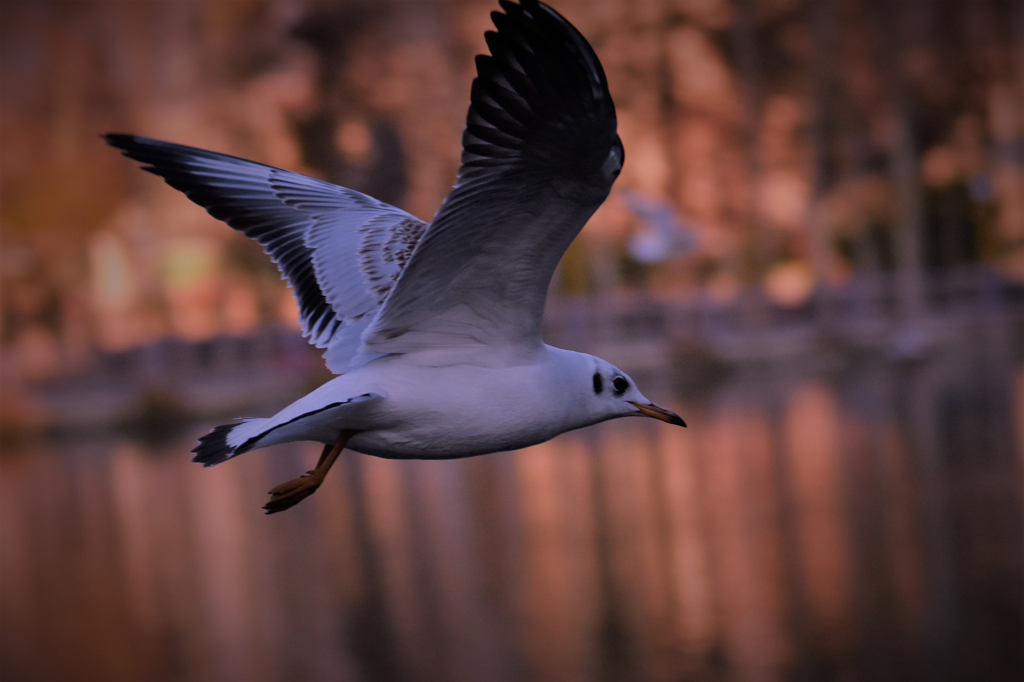 Nikon AF-S Micro-Nikkor 105mm F2.8G IF-ED VR sample photo. Flight over the lake ! photography