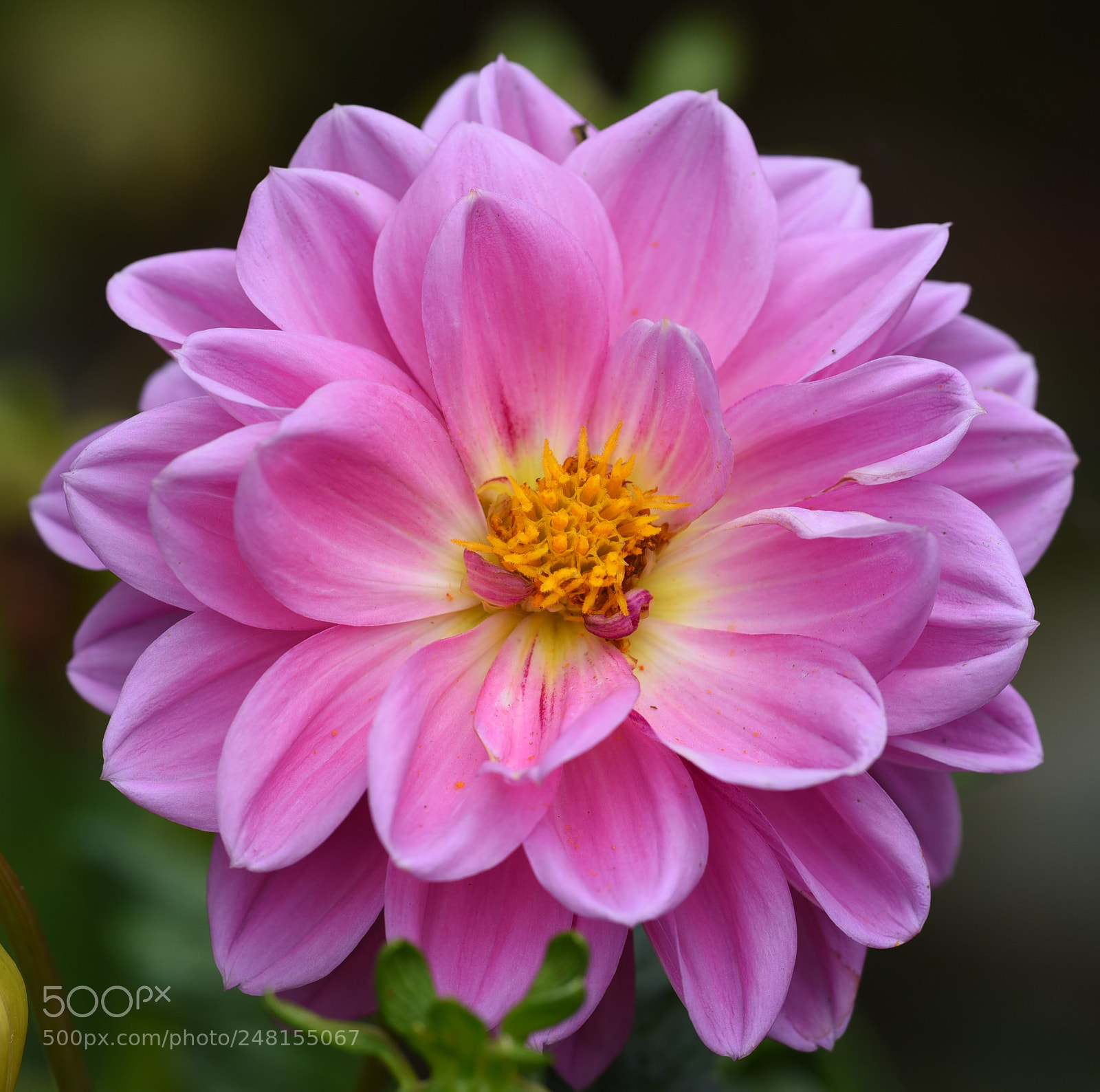 Nikon D750 sample photo. Pink color flower photography