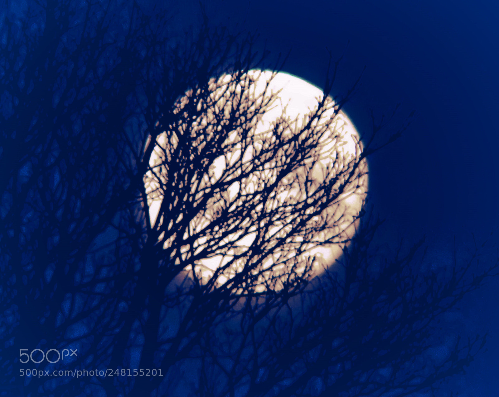 Canon EOS 700D (EOS Rebel T5i / EOS Kiss X7i) sample photo. Blue moon photography