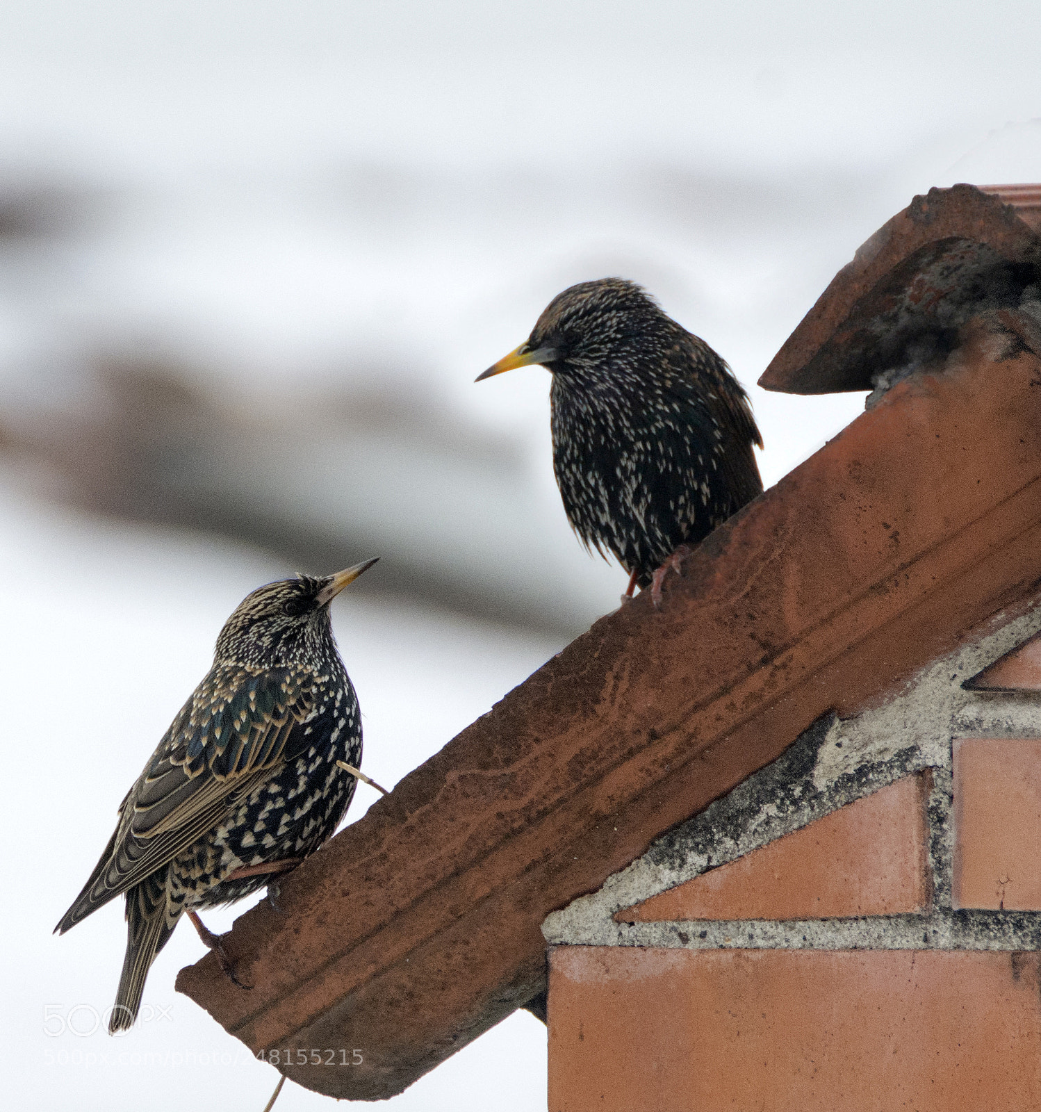 Nikon D7100 sample photo. Discussion photography
