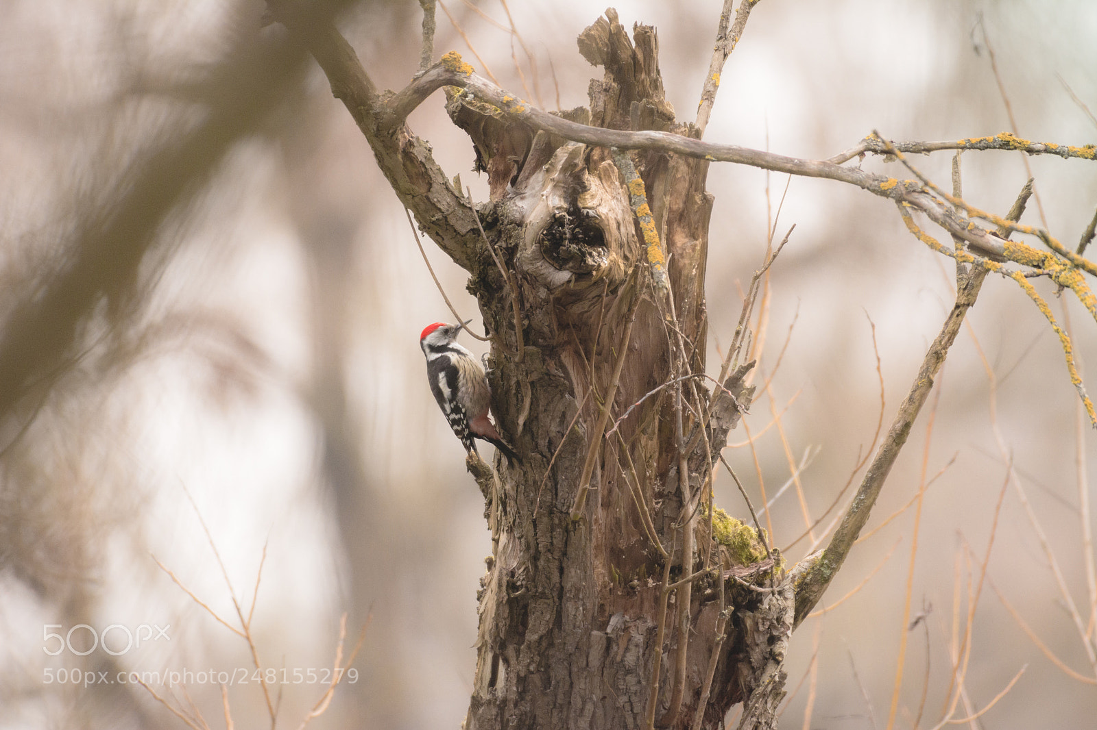 Nikon D7100 sample photo. Woodpecker photography