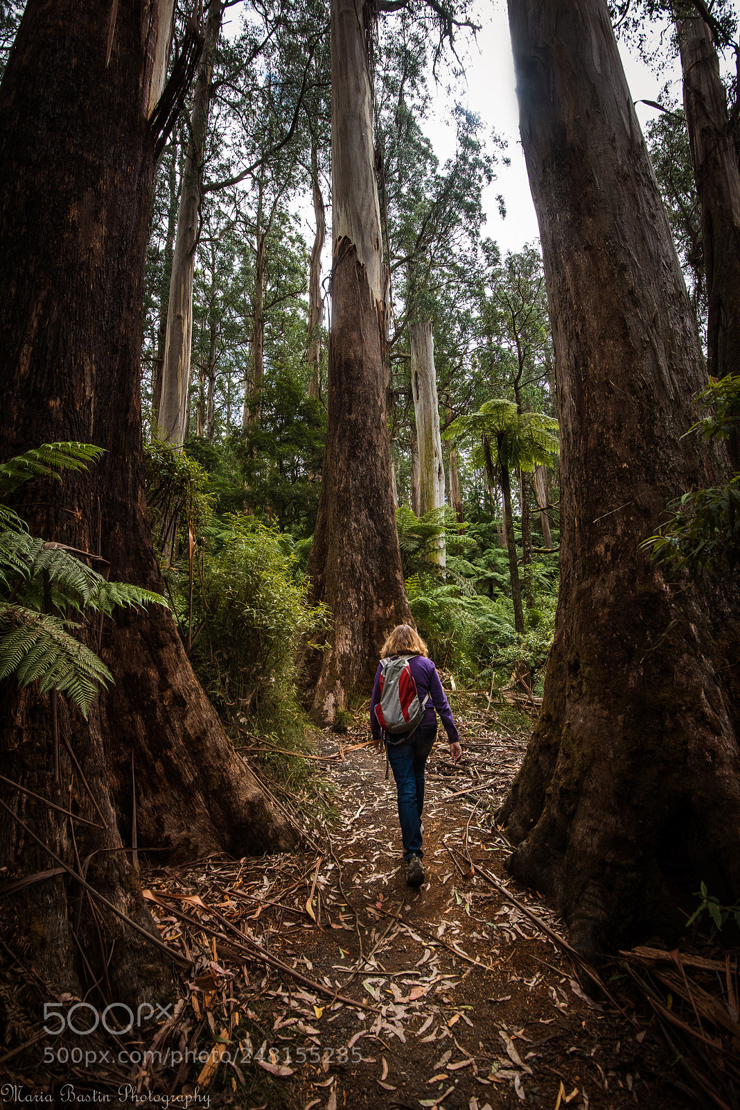 Nikon D810 sample photo. Tree giants photography