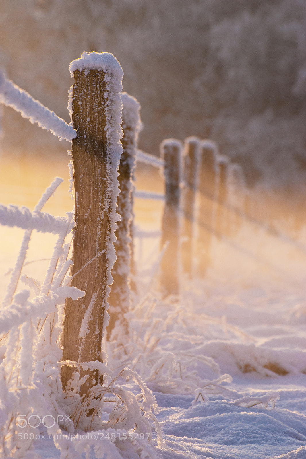 Nikon D80 sample photo. Winter light photography