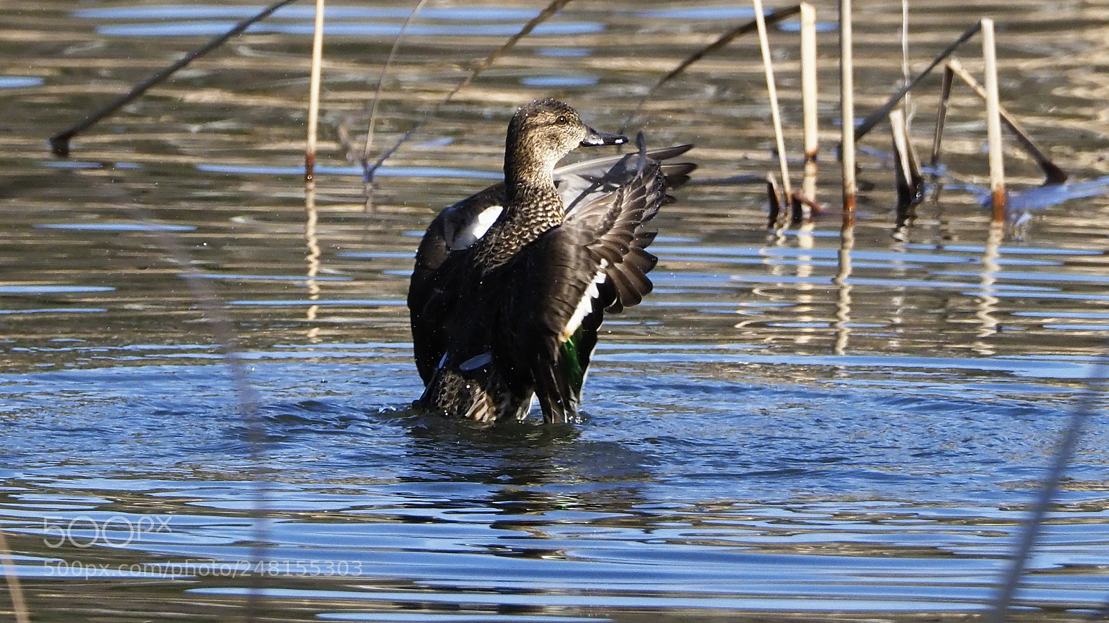 Olympus OM-D E-M1 Mark II sample photo. Flapping photography