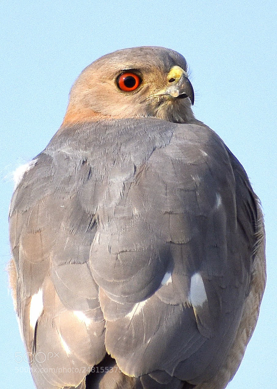 Nikon D7200 sample photo. Shikra male photography