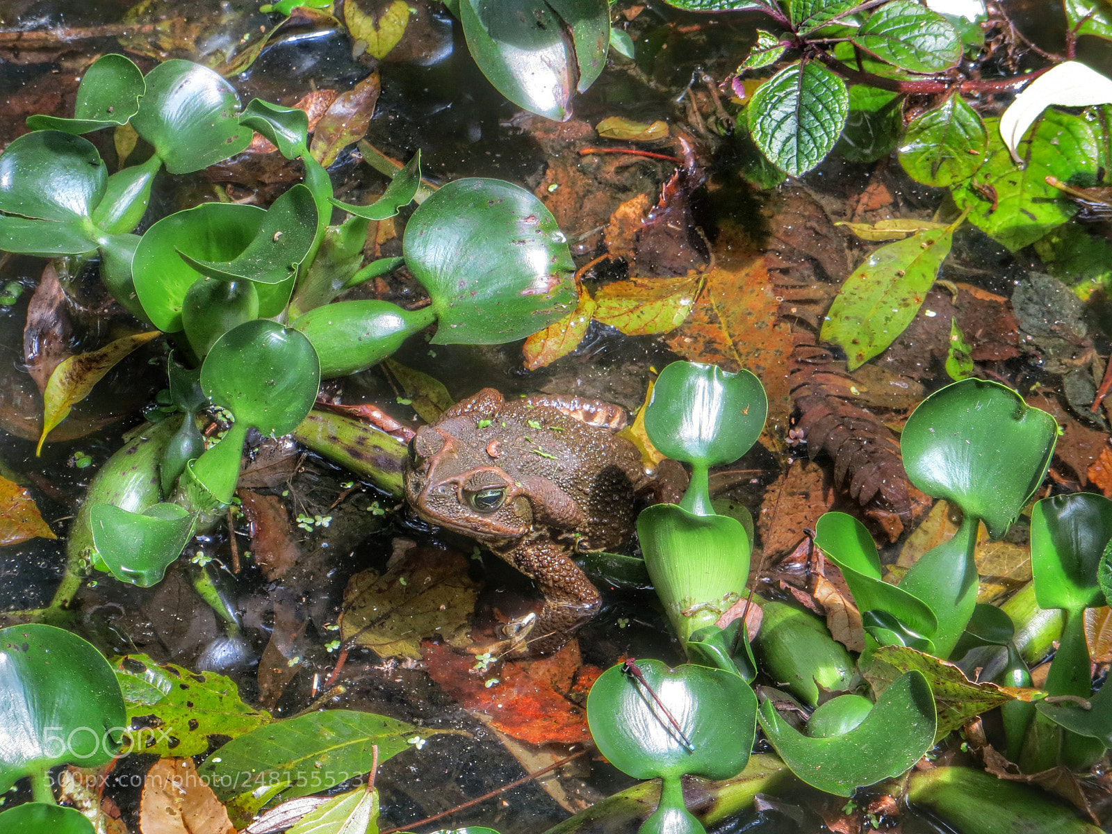 Canon PowerShot SX260 HS sample photo. Sapo photography