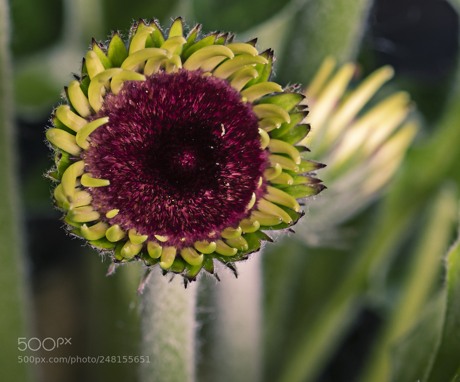 Nikon D7100 sample photo. Flower... photography