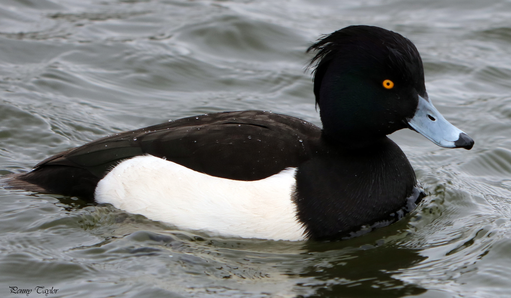 Canon EF 70-300 F4-5.6 IS II USM sample photo. Tufted duck photography