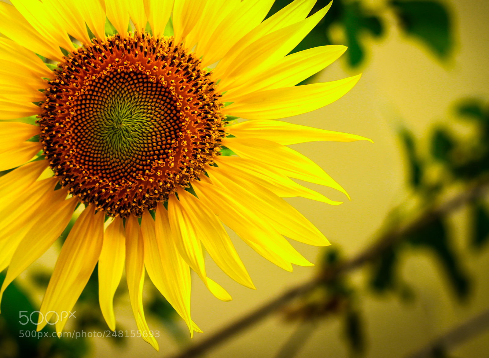 Canon EOS 600D (Rebel EOS T3i / EOS Kiss X5) sample photo. Sunflower photography