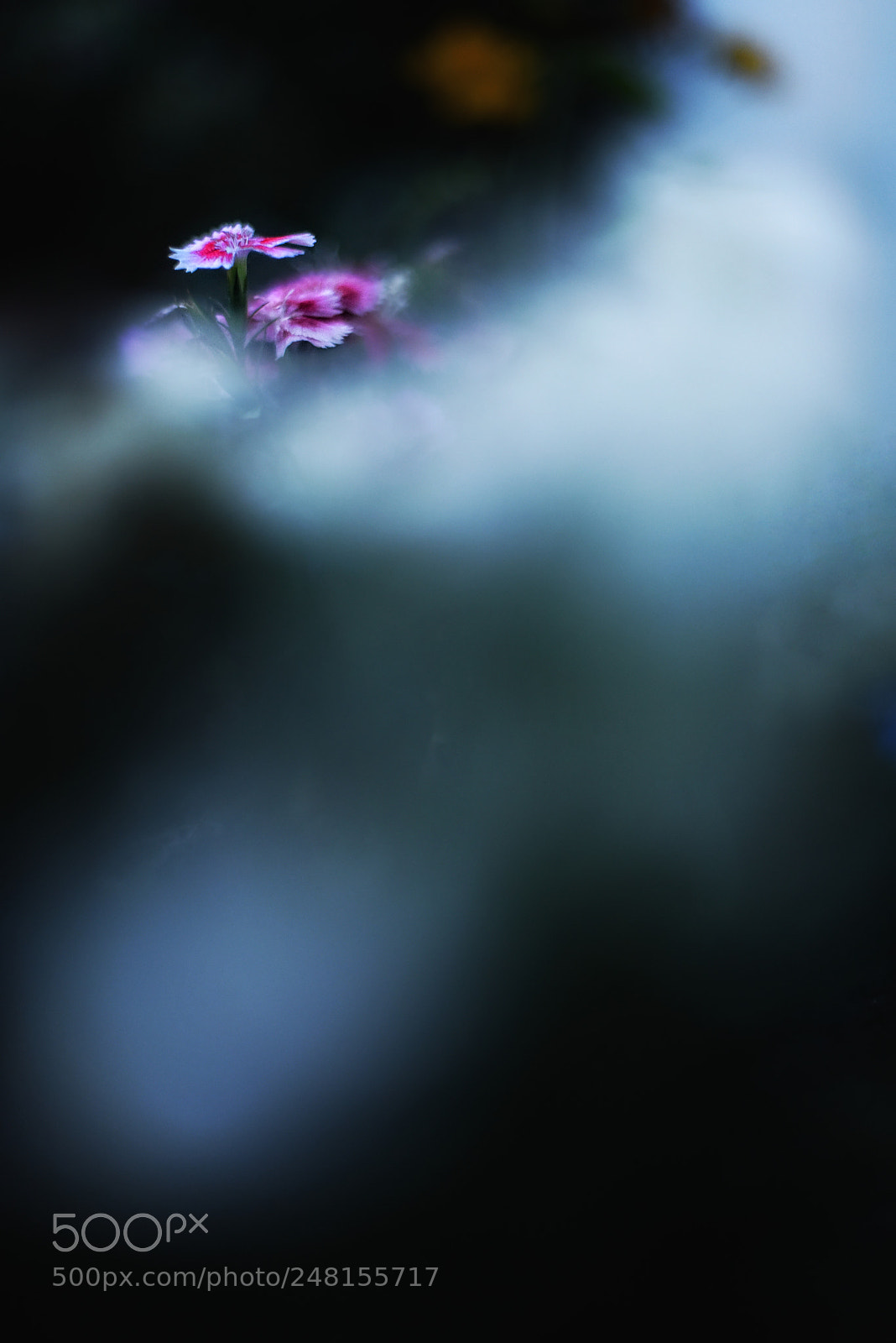 Nikon D810 sample photo. Togetherness photography